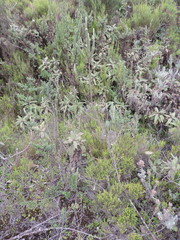 Struthiola thomsonii