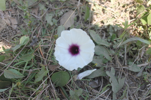 Image of Ipomoea squamosa by (c) Alexis López Hernández, some rights reserved (CC BY)