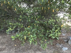 Ficus adenosperma