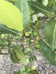 Ficus adenosperma