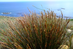 Hypodiscus argenteus