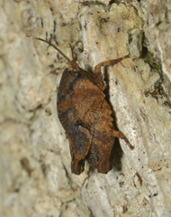 Hyperyboella