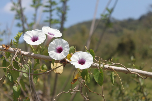 Image of Ipomoea squamosa by (c) Alexis López Hernández, some rights reserved (CC BY)