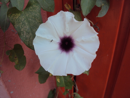 Ipomoea squamosa (Ipomoea squamosa)