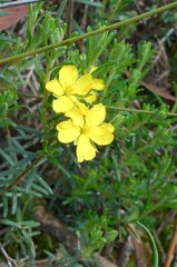 Hibbertia virgata