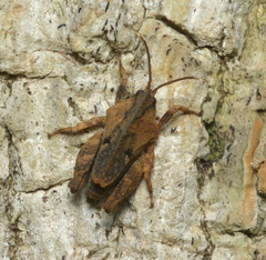 Hyperyboella