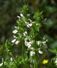 Stachys spinulosa