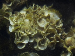 Padina pavonica
