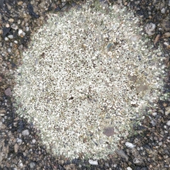 Lecanora campestris