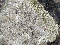 Lecanora campestris