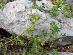 Medicago disciformis