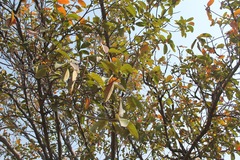 Ficus velutina