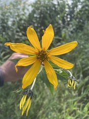Helianthus tuberosus