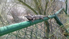 Ctenosaura macrolopha