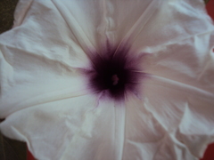 Ipomoea squamosa