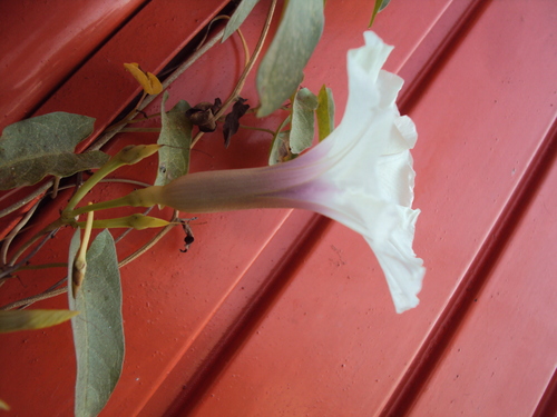 Image of Ipomoea squamosa by (c) Alexis López Hernández, some rights reserved (CC BY)