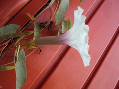Ipomoea squamosa, photograph (c) Alexis López Hernández, some rights reserved (CC BY)