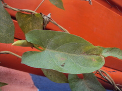 Ipomoea squamosa, photograph (c) Alexis López Hernández, some rights reserved (CC BY)