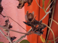 Ipomoea squamosa, photograph (c) Alexis López Hernández, some rights reserved (CC BY)