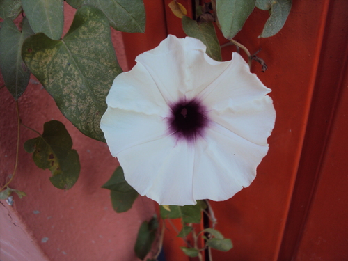 Ipomoea squamosa, photograph 3