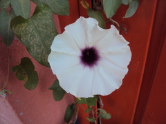 Ipomoea squamosa, photograph (c) Alexis López Hernández, some rights reserved (CC BY)