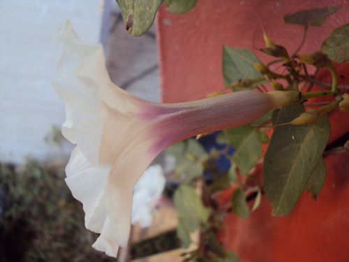 Image of Ipomoea squamosa by (c) Alexis López Hernández, some rights reserved (CC BY)