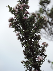 Hedythyrsus thamnoideus