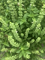 Ocimum