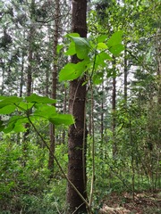 Dendrocnide