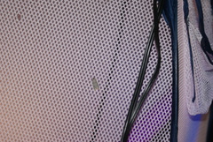 Semioscopis inornata