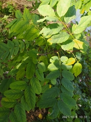 Robinia pseudoacacia
