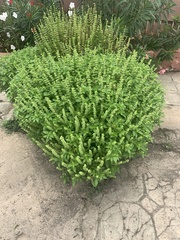 Ocimum