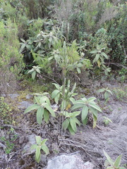 Struthiola thomsonii