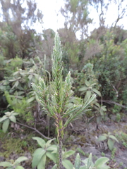 Struthiola thomsonii