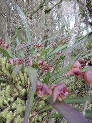 Polystachya leonardiana