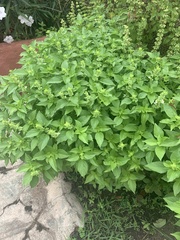 Ocimum