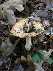 Lactarius mairei