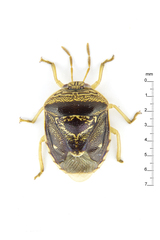 Menida
