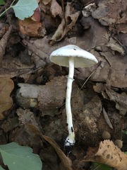 Leucoagaricus crystallifer