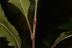 Lomatia arborescens