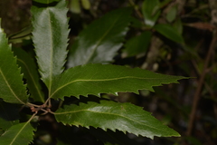 Lomatia arborescens