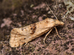Cochylimorpha straminea