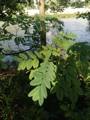 Robinia pseudoacacia