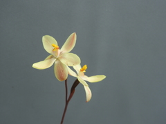 Thelymitra × macmillanii