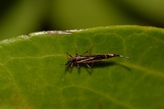 Idolothrips spectrum