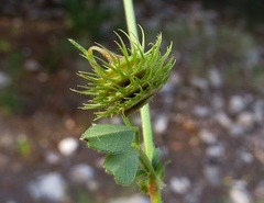 Medicago disciformis