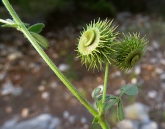 Medicago disciformis