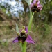 Ophrys oestrifera - Photo (c) Alenka Mihoric, μερικά δικαιώματα διατηρούνται (CC BY-NC)