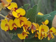 Platylobium infecundum