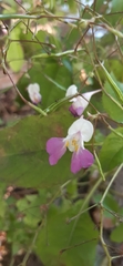 Impatiens balfourii